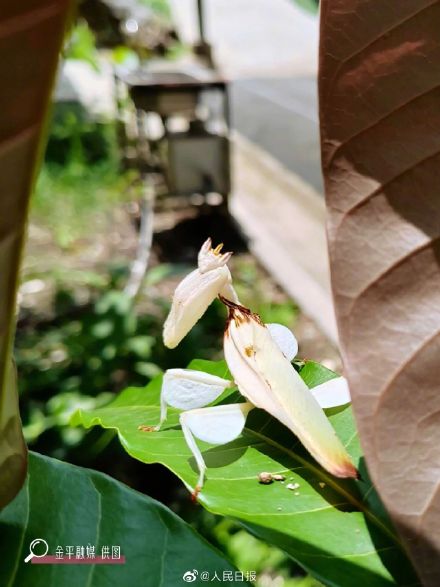 看仔细！这是螳螂不是花