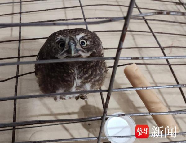 夜晚开窗一只猫头鹰飞进屋,警民接连救助猫头鹰 夜晚开窗一只猫头鹰飞进屋,警民接连救助猫头鹰