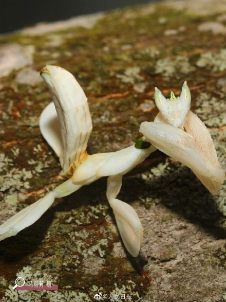 看仔细！这是螳螂不是花