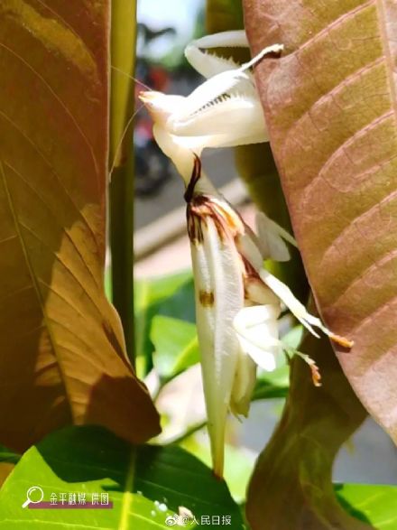 看仔细！这是螳螂不是花