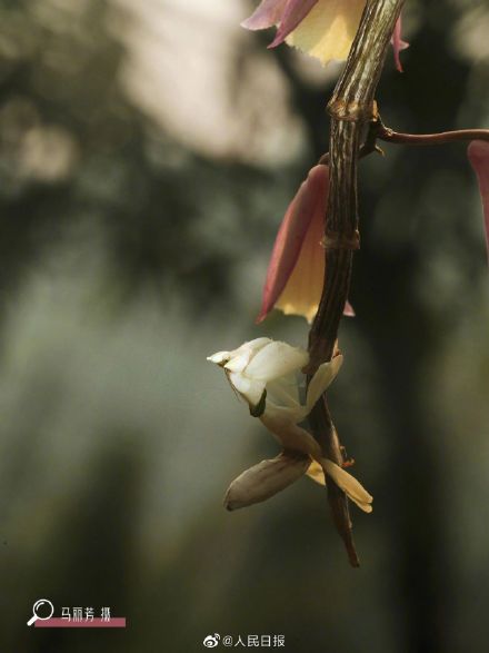 看仔细！这是螳螂不是花