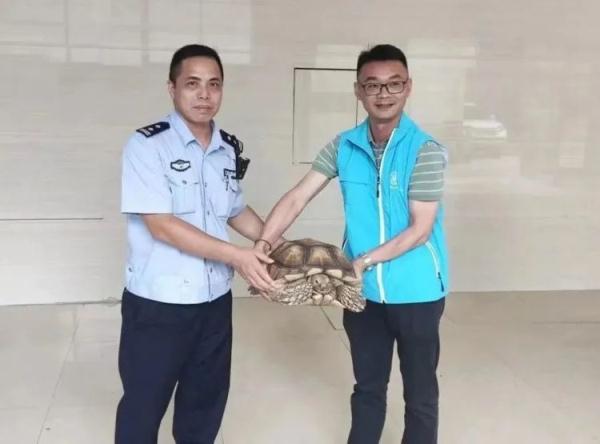 “长得越怪，来历越大！”佛山市民捡到大龟，一查来头不小！