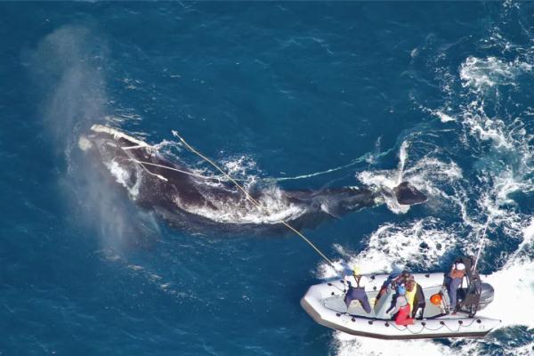 杀死北大西洋露脊鲸的竟然是一串绳！