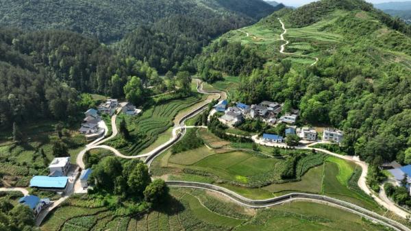 贵州凤冈:村民胡光明守护白鹭40余年 贵州凤冈:村民胡光明守护白鹭40余年