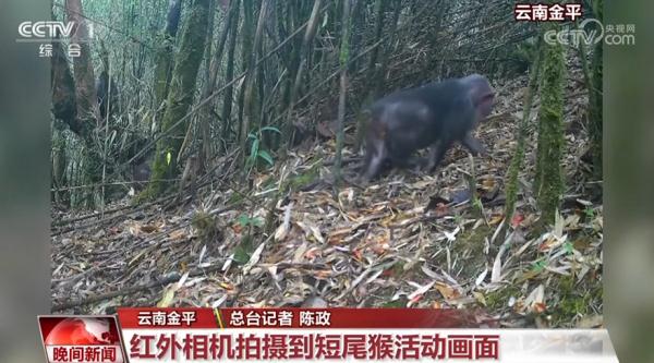 珍稀野生动物频亮相 我国生态环境持续向好