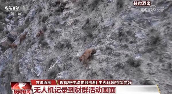 珍稀野生动物频亮相 我国生态环境持续向好