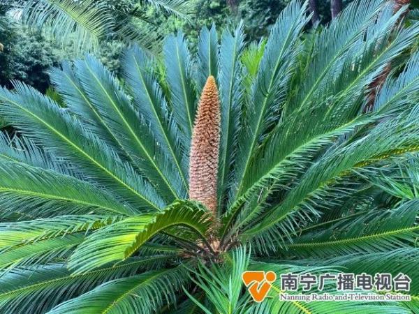 壮观！南宁上万株铁树开花了
