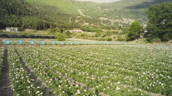 甘孜九龙：花开成海引客来 农旅融合促发展