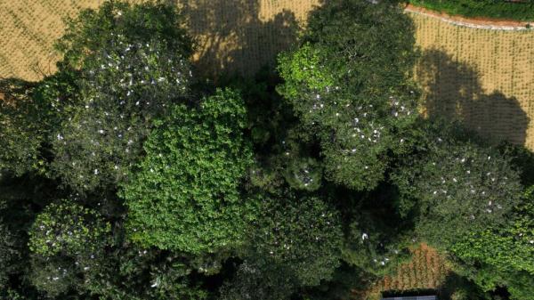 贵州凤冈:村民胡光明守护白鹭40余年 贵州凤冈:村民胡光明守护白鹭40余年