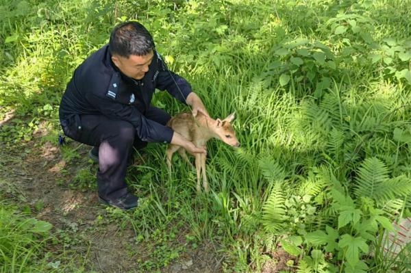 野生狍子幼崽和狍妈妈走散,却遇到了暖心的警察“爸爸” 野生狍子幼崽和狍妈妈走散,却遇到了暖心的警察“爸爸”