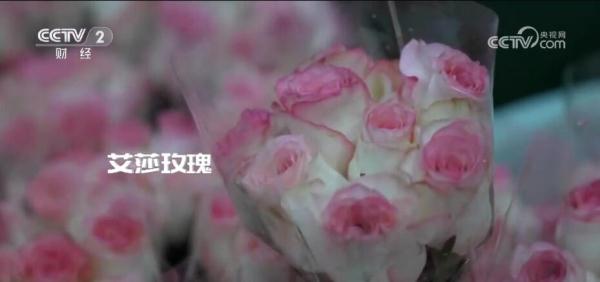 感受云南斗南花市的抢“鲜”时刻 “美丽经济”尽情绽放 感受云南斗南花市的抢“鲜”时刻 “美丽经济”尽情绽放