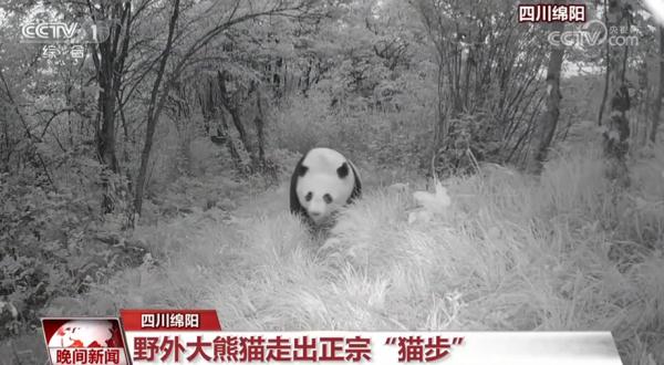 珍稀野生动物频亮相 我国生态环境持续向好