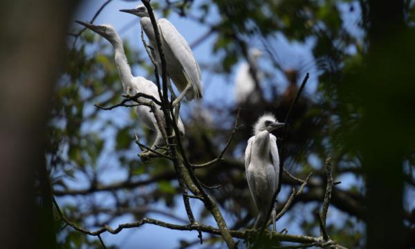 贵州凤冈:村民胡光明守护白鹭40余年 贵州凤冈:村民胡光明守护白鹭40余年