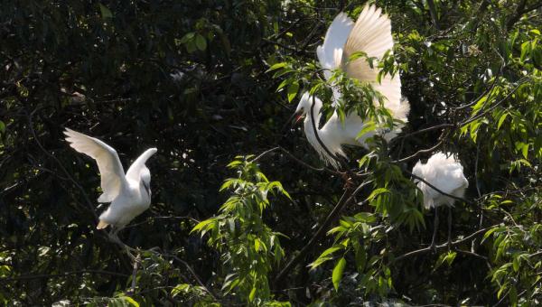 贵州凤冈:村民胡光明守护白鹭40余年 贵州凤冈:村民胡光明守护白鹭40余年