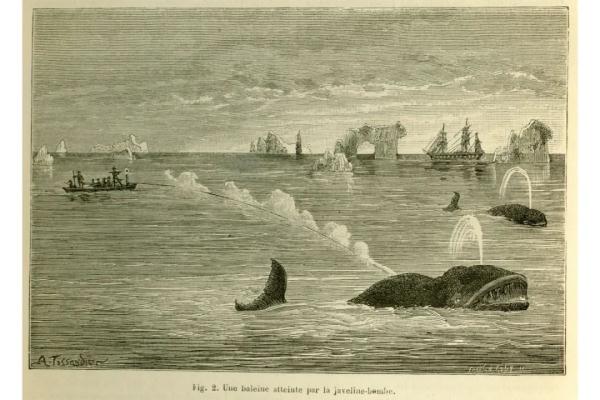 杀死北大西洋露脊鲸的竟然是一串绳！