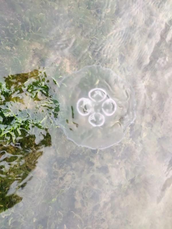 台州、宁波海滩密集出现水母，专家提醒：部分有毒、勿触