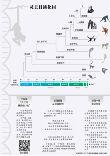 人类如何从灵长类家庭脱颖而出