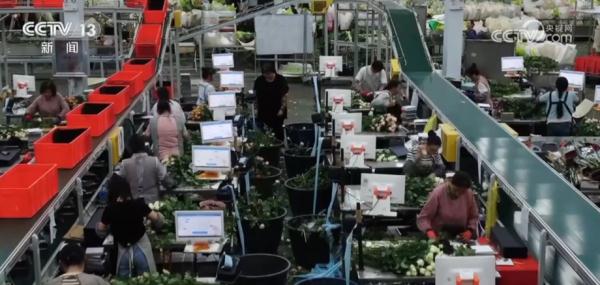 科技赋能 我国花卉产业加工生产再升级