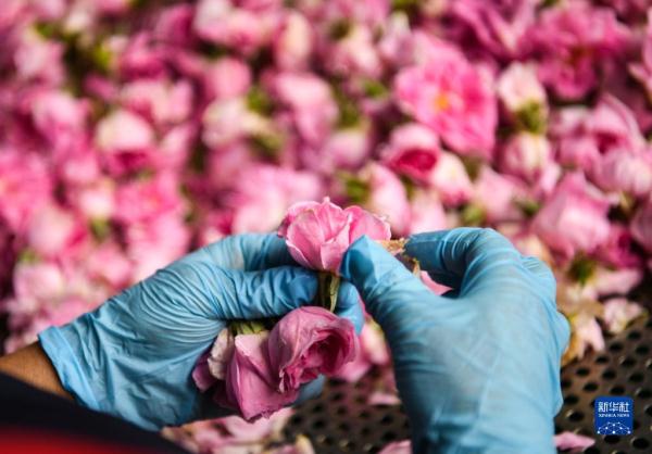 四川小金:玫瑰花铺出致富路 四川小金:玫瑰花铺出致富路