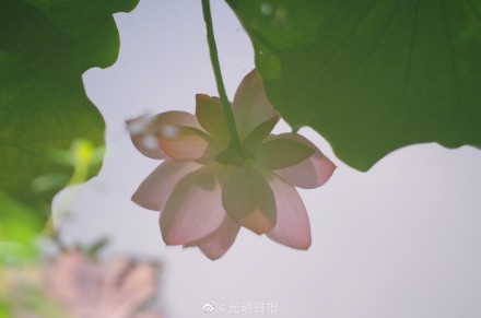 江西广昌:又到荷花绽放时 江西广昌:又到荷花绽放时