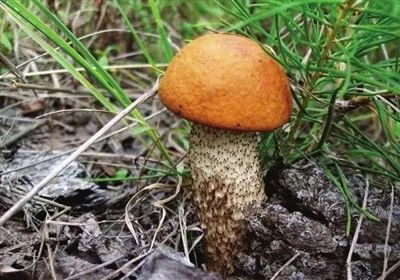多人因此中毒，银川市食安办紧急提醒！