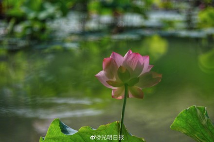 江西广昌:又到荷花绽放时 江西广昌:又到荷花绽放时