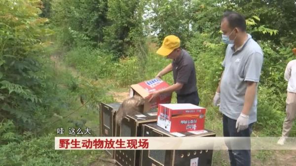 合肥:11只野生动物,被放归大自然! 合肥:11只野生动物,被放归大自然!
