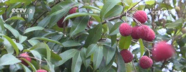 又是一年丰收季 荔枝产业变身富民兴村“黄金产业”