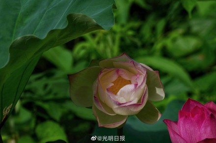 江西广昌:又到荷花绽放时 江西广昌:又到荷花绽放时