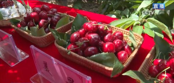 火红樱桃带来红火日子 小小果子成为当地致富新引擎 火红樱桃带来红火日子 小小果子成为当地致富新引擎
