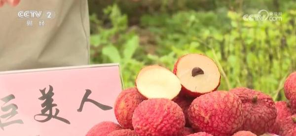 又是一年丰收季 荔枝产业变身富民兴村“黄金产业”