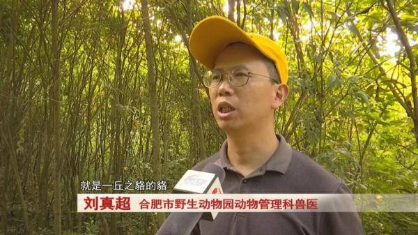 合肥:11只野生动物,被放归大自然! 合肥:11只野生动物,被放归大自然!