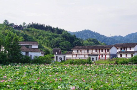 江西广昌:又到荷花绽放时 江西广昌:又到荷花绽放时