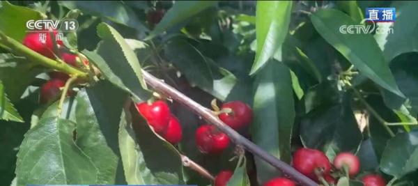 火红樱桃带来红火日子 小小果子成为当地致富新引擎 火红樱桃带来红火日子 小小果子成为当地致富新引擎
