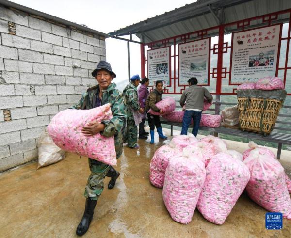 四川小金:玫瑰花铺出致富路 四川小金:玫瑰花铺出致富路