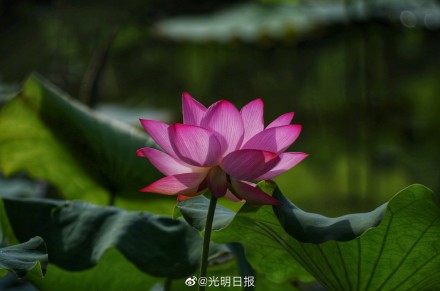 江西广昌:又到荷花绽放时 江西广昌:又到荷花绽放时