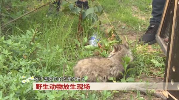 合肥:11只野生动物,被放归大自然! 合肥:11只野生动物,被放归大自然!
