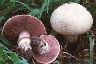 多人因此中毒，银川市食安办紧急提醒！
