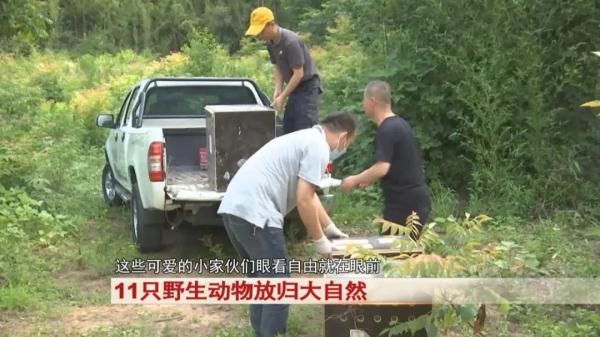 合肥:11只野生动物,被放归大自然! 合肥:11只野生动物,被放归大自然!