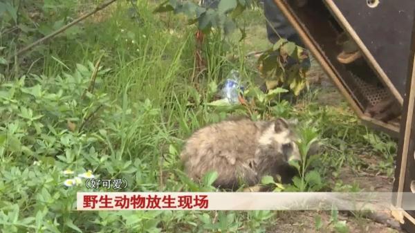 合肥:11只野生动物,被放归大自然! 合肥:11只野生动物,被放归大自然!