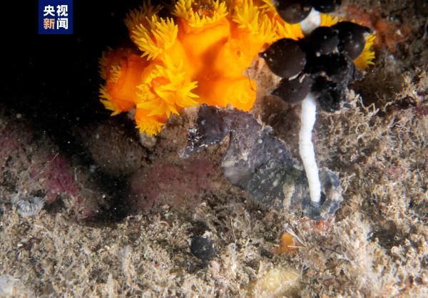 浙江发现省内迄今面积最大的穗软珊瑚群落