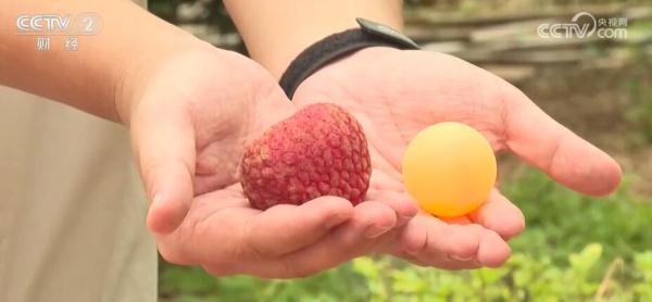 又是一年丰收季 荔枝产业变身富民兴村“黄金产业”