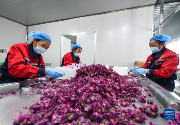 四川小金:玫瑰花铺出致富路 四川小金:玫瑰花铺出致富路