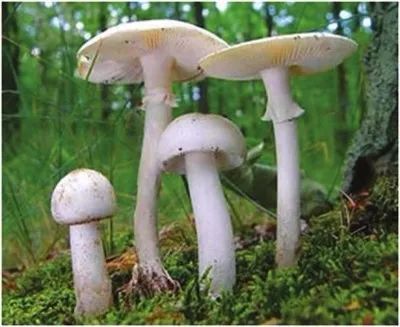 多人因此中毒，银川市食安办紧急提醒！