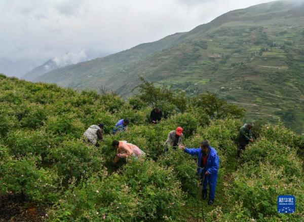 四川小金:玫瑰花铺出致富路 四川小金:玫瑰花铺出致富路