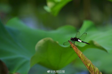 江西广昌:又到荷花绽放时 江西广昌:又到荷花绽放时
