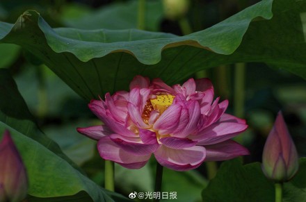 江西广昌:又到荷花绽放时 江西广昌:又到荷花绽放时