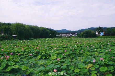 江西广昌:又到荷花绽放时 江西广昌:又到荷花绽放时