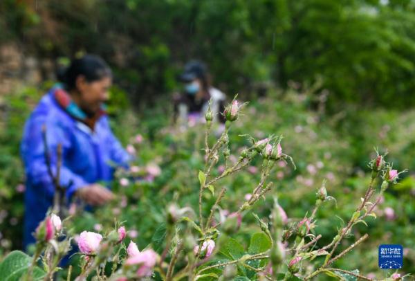 四川小金:玫瑰花铺出致富路 四川小金:玫瑰花铺出致富路