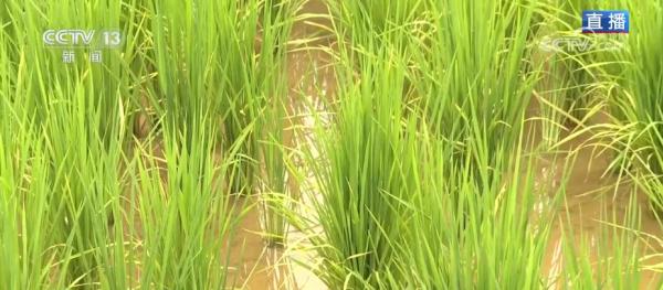 绿色技术稳粮食生产 鸭稻共生种植鼓起农户“钱袋子” 绿色技术稳粮食生产 鸭稻共生种植鼓起农户“钱袋子”